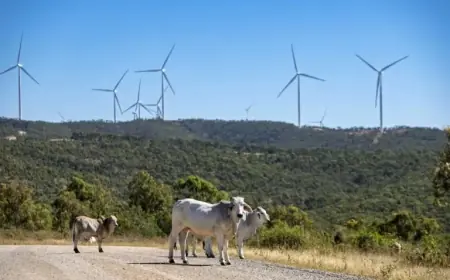 Australia’s Main Grid: 100% Renewable Electricity Achievable and Affordable by Year 4