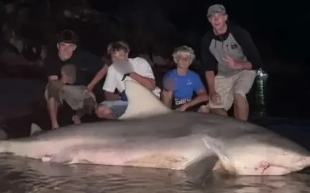 Teenagers Haul Massive Shark onto Sydney Beach