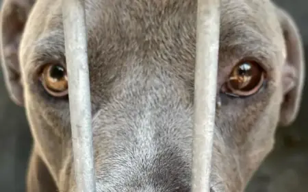 Sweet Pit Bull Turns Tragic: New Owner Mauled