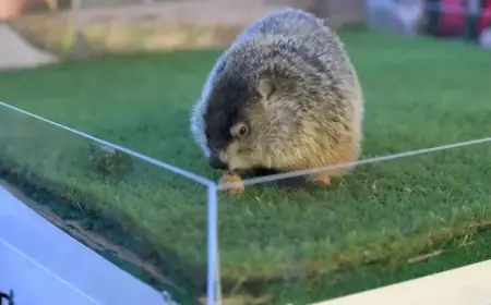 Discover Other Notable Groundhog Day Forecasters Beyond Punxsutawney Phil