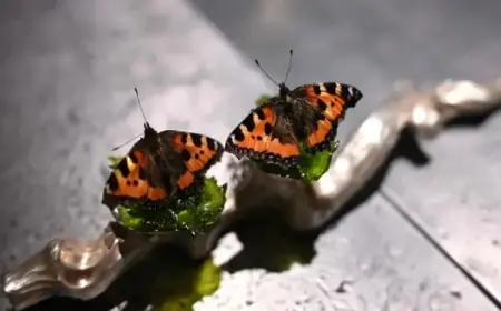 Denmark Discovers the Artistry in Culinary Creations