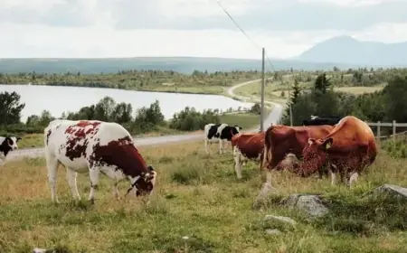 Exploring Norway’s Disappearing Rural Heritage on a 65km Hike