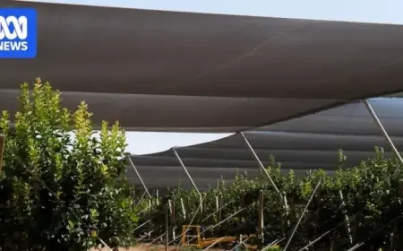 Farmers Shield Crops with Netting to Combat Heatwave Sunburn
