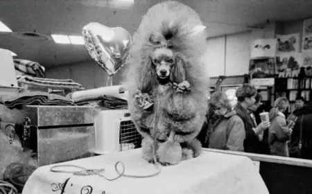 Westminster Dogs Set the Standard in These Stunning Show Photos