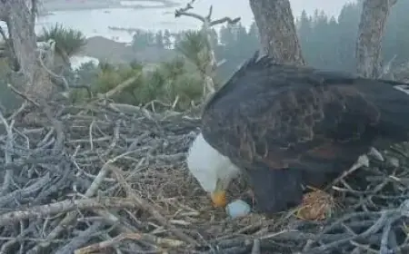 Eagles Jackie and Shadow Lay First Egg of the Season