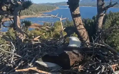 Jackie and Shadow’s Bald Eagle Eggs Tragically Lost at Big Bear