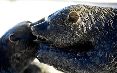 Tech Stocks Fall, Triggering Gold and Silver Price Drop