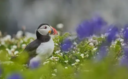Remote Island Seeks Puffin Counters: Discover Your Dream Job Opportunity