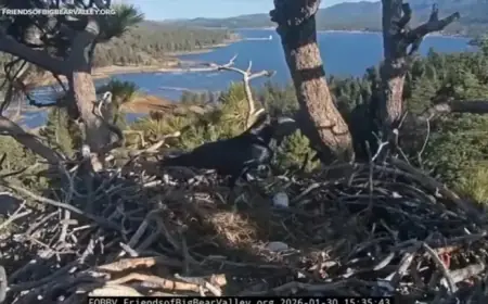 Ravens Raid, Destroy Beloved Bald Eagles Jackie and Shadow’s Eggs