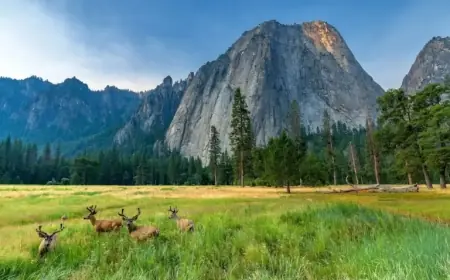 Dividend Stocks: Your Key to Navigating Future Market Changes