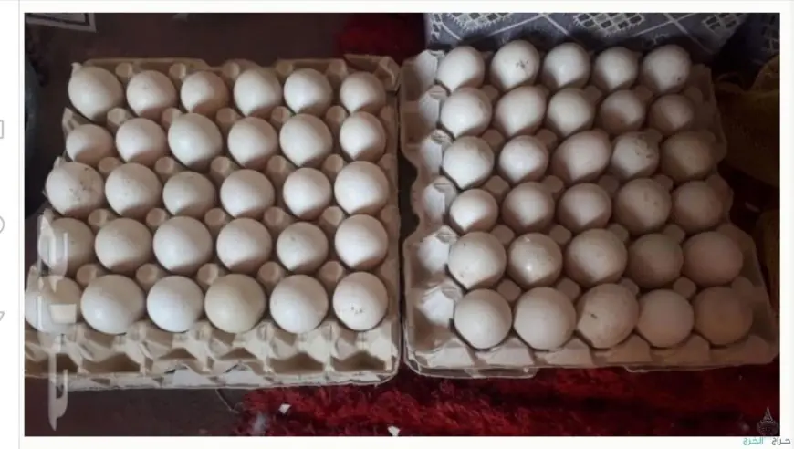 تعرّف على أسعار البيض اليوم الخميس في بورصة الدواجن.. ما هو سعر الكرتونة؟