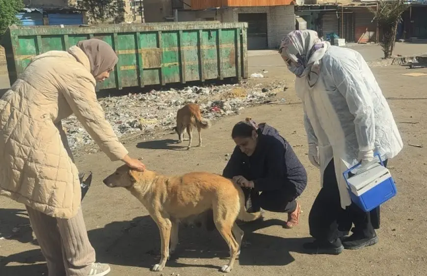الخدمات البيطرية تحقق إنجازًا: تحصين 1135 كلبًا وتعقيم 133 خلال أسبوع يناير الأول