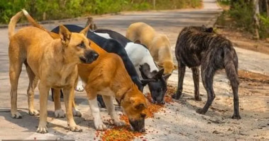 نقيب البيطريين يكشف استراتيجيات فعّالة للتحصين ووقف تكاثر الكلاب الضالة ضد السعار