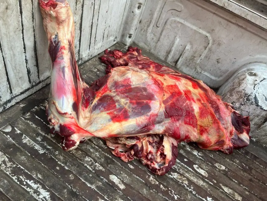 اكتشاف وضبط 75 طن من اللحوم والدواجن الفاسدة في الجيزة