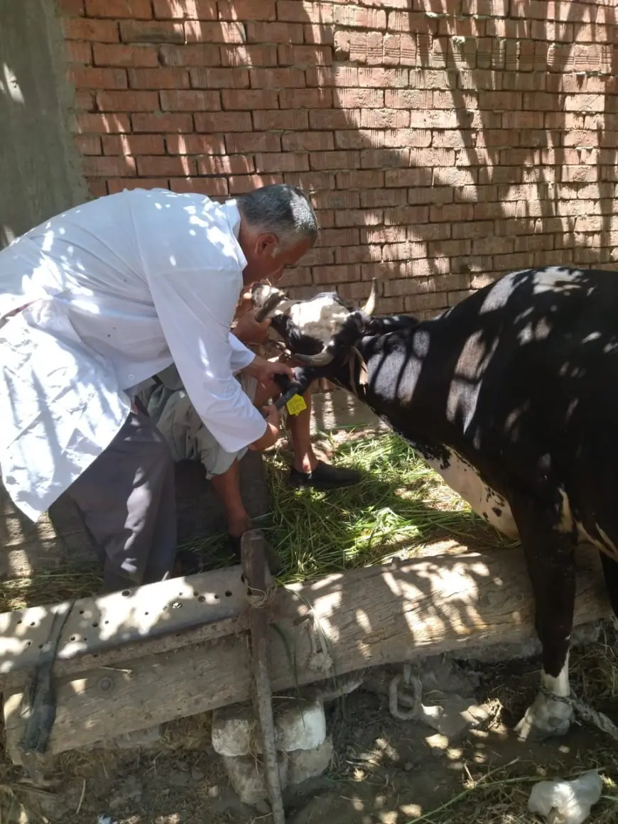 حملة غير مسبوقة من الزراعة لتحصين المواشي ضد الحمى القلاعية والوادي المتصدع