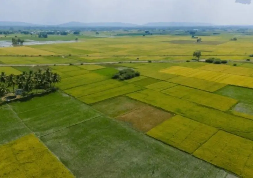 جهود كبيرة لتوسيع رقعة الأراضي الزراعية في مصر إلى 13 مليون فدان