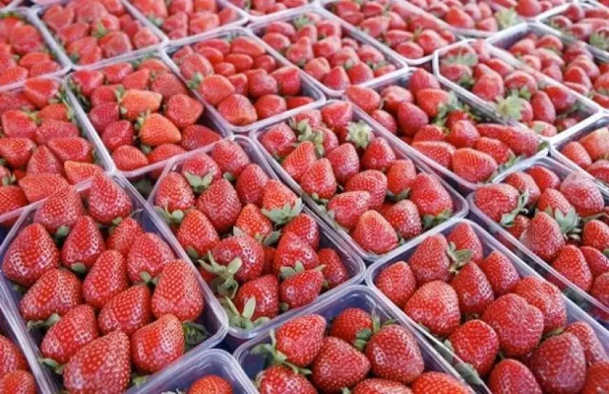 الزراعة: فتح السوق الأوزبكي لصادرات الفراولة المصرية الطازجة