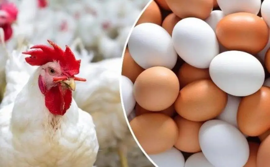 أحدث تحديث لأسعار الدواجن والبيض اليوم الأحد 11 يناير 2026