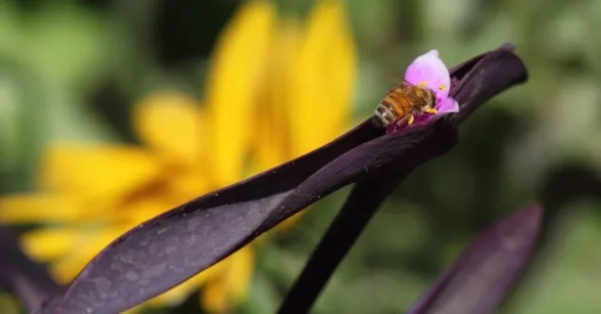 NYT Spelling Bee Tips for January 13, 2026