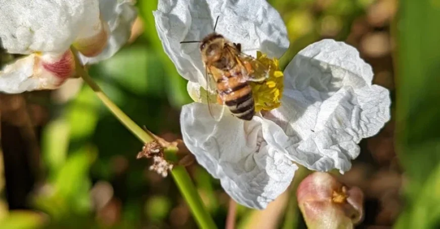 NYT Spelling Bee Tips for January 14, 2026