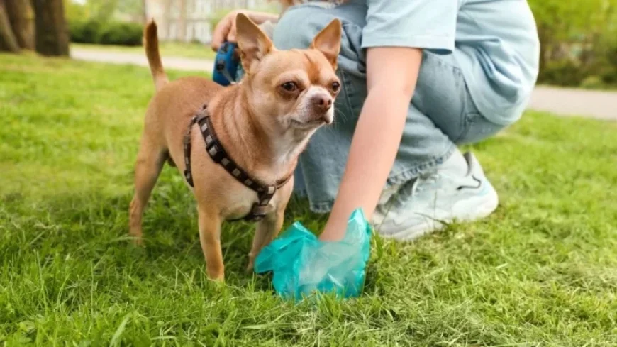 Scientists Discover Alarming Findings in Pet Waste