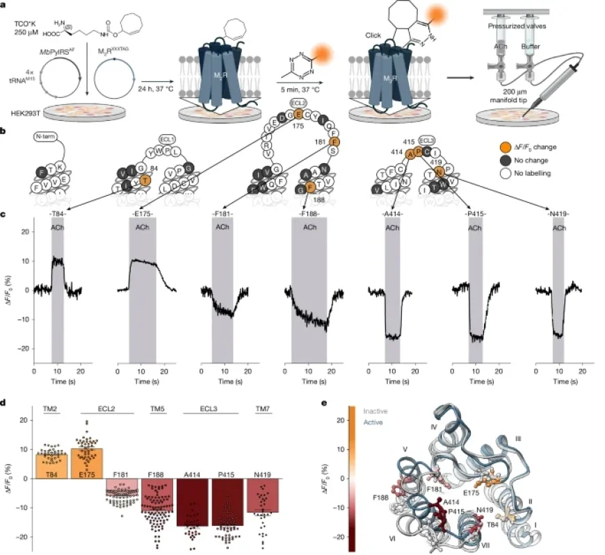 Ligand Activation Paths Define GPCR Cell Signaling