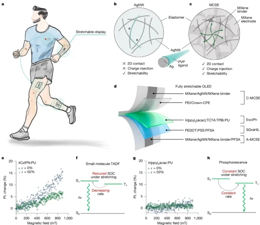 High-Efficiency Exciplex-Enabled Stretchable OLEDs Unveiled
