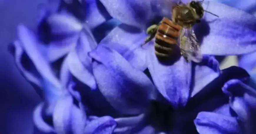 NYT Spelling Bee Tips for January 15, 2026