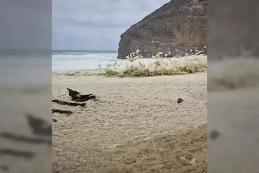 Yorke Peninsula and KI Face Algal Bloom Surge