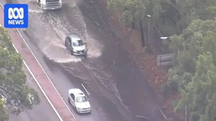 Winds Topple Tree onto Car, Killing Woman on NSW Coast