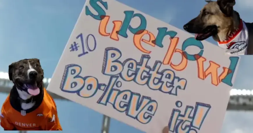 Local Shelters Name Rescued Dogs After Broncos Star Bo Nix