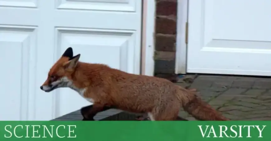 Are Urban Foxes Self-Domesticating in Our Cities?