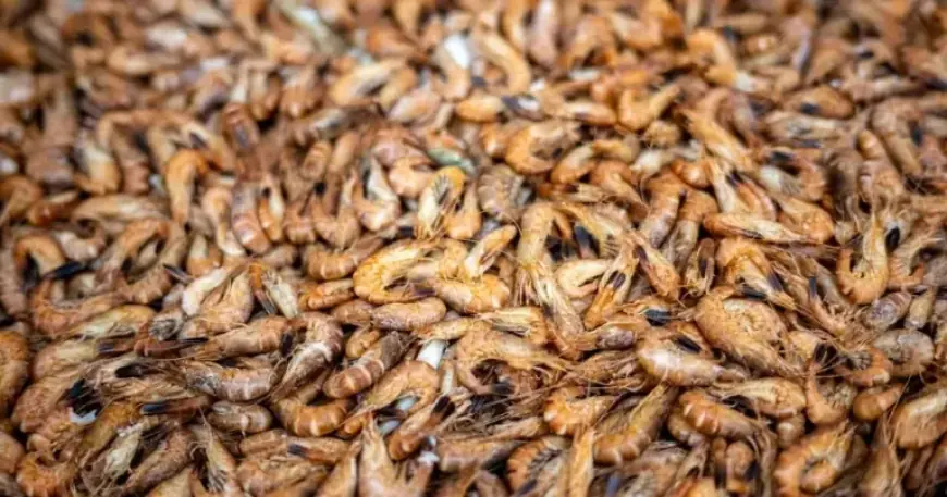 Radioactive Shrimp Expected to Appear for Months Ahead