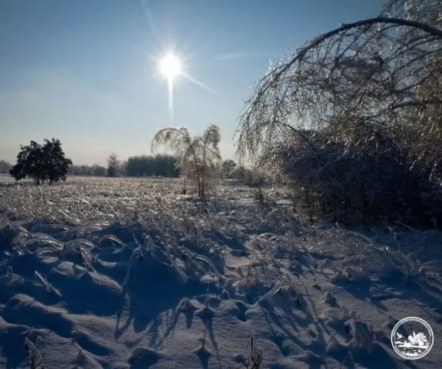 Wildlife Thrives: Elk and Deer Survive Winter in Chernobyl Zone
