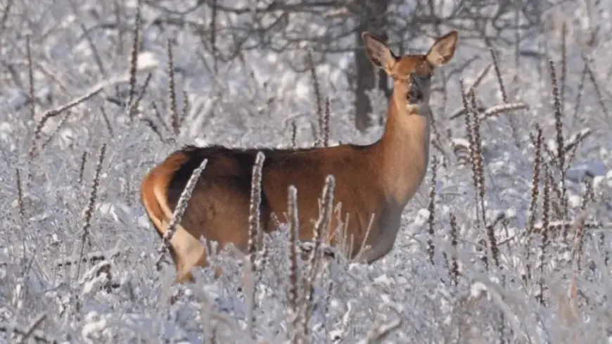 Chernobyl’s Unusual January Ice Endangers Local Wildlife