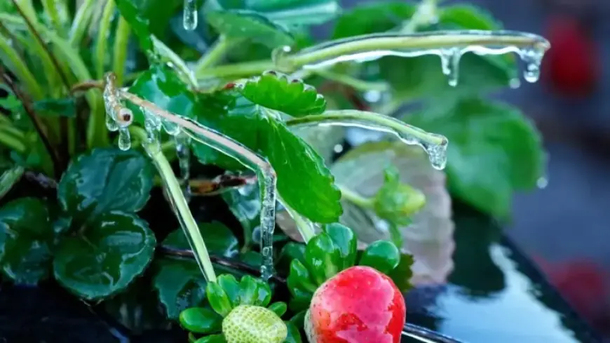 Rare Florida Snowfall as Freezing Temperatures Grip the State