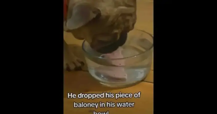 Saturday, January 17, 2026: Your Daily Smile Update