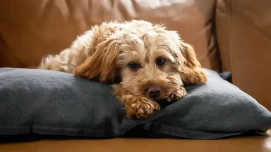 Pet Retail Giant Files for Chapter 11 Bankruptcy Protection