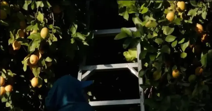 Border Patrol Perfects Urban Raid Tactics in California Farm Country