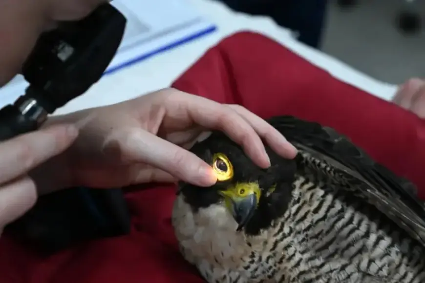 Byron Bay Wildlife Hospital Secures $2M Funding Boost