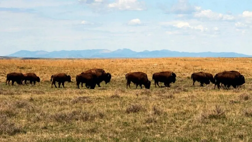 American Prairie Bison Grazing Permits: Federal Move to Revoke Authorizations Sets New Test for Public-Lands Rules in Montana