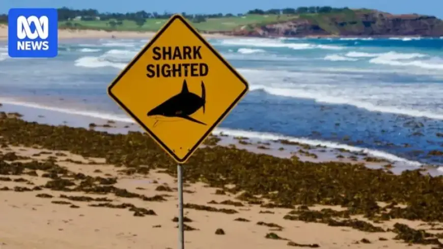 Shark Attack Data Unveils Australia’s Top Hotspots for Incidents