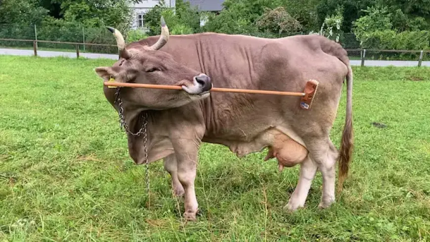 Veronika the Cow Masterfully Uses Her Scratching Broom