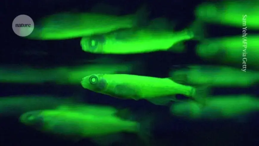 Remote-Controlled Proteins Illuminate Cell Activity