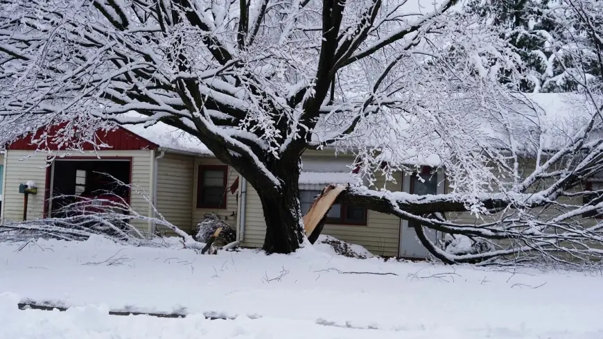 Exploding trees in winter: why people hear “tree explosions” in extreme cold—and what the real risk is