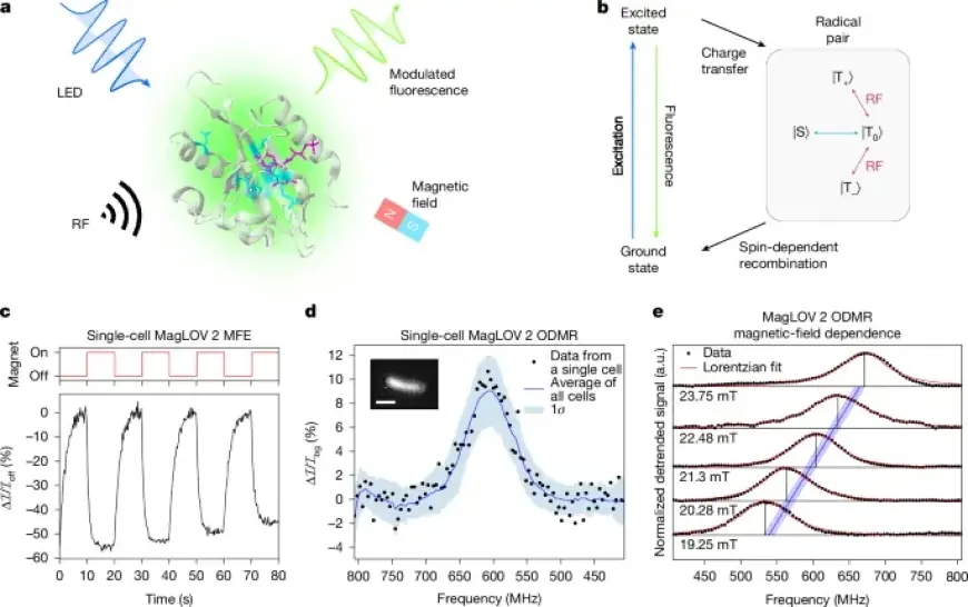 Engineered Proteins Harness Quantum Spin for Multimodal Sensing