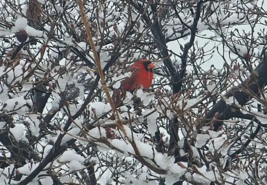 Winter Storm Approaches: Major Event or Simple Chaos?
