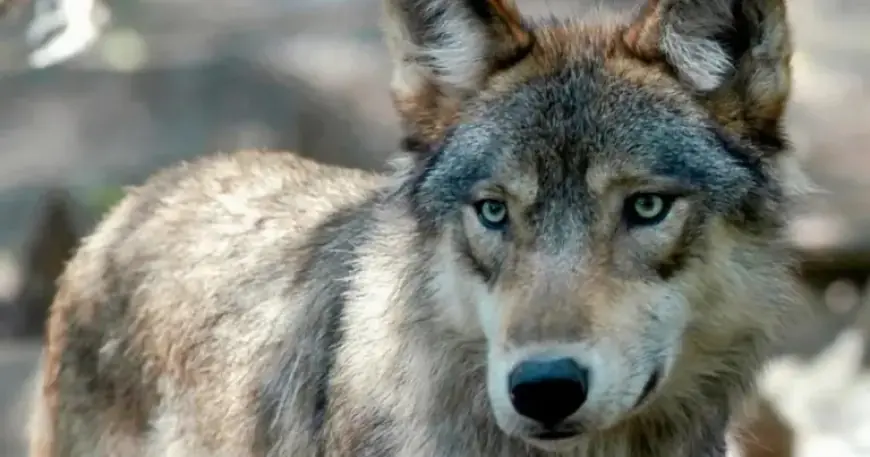 Colorado Wildlife Officials Halt Gray Wolf Reintroduction This Winter