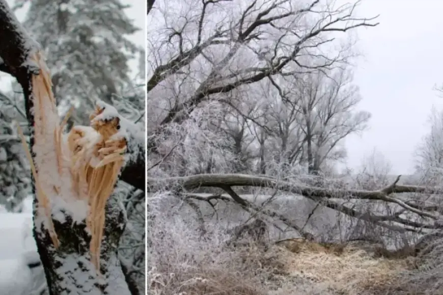 Meteorologists Predict ‘Exploding Trees’ Amid Upcoming Subzero Cold Snap