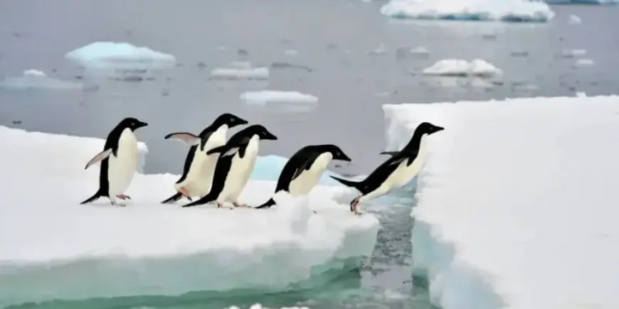 BBC Crew Breaks Protocol to Save Trapped Penguins in Nature Documentary